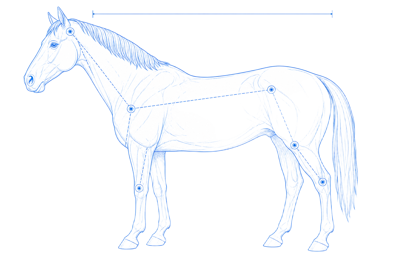 Equine anatomical reference diagram